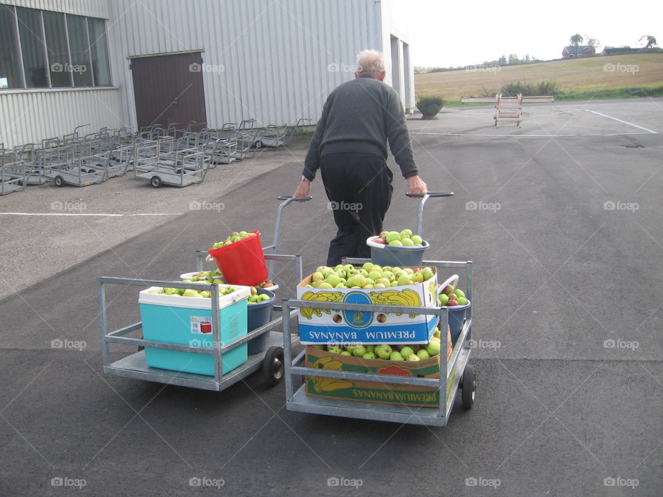 Taking fresh-picked apples from the farm to the cider press to be pressed and bottled in the Toten region of Norway.