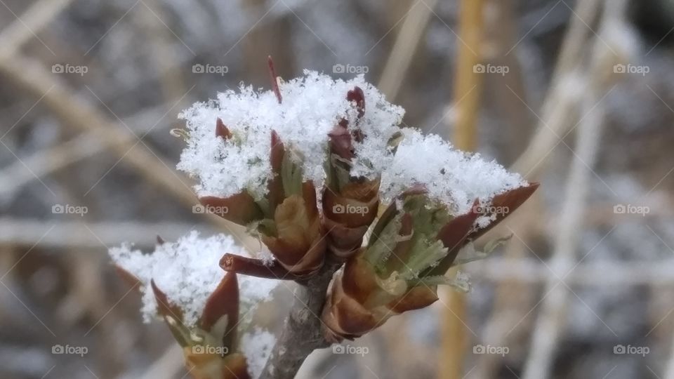 late snow on budding leaves