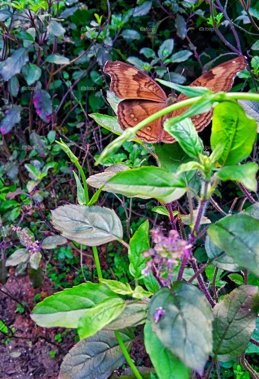 golden colour butterfly sitting on a plant