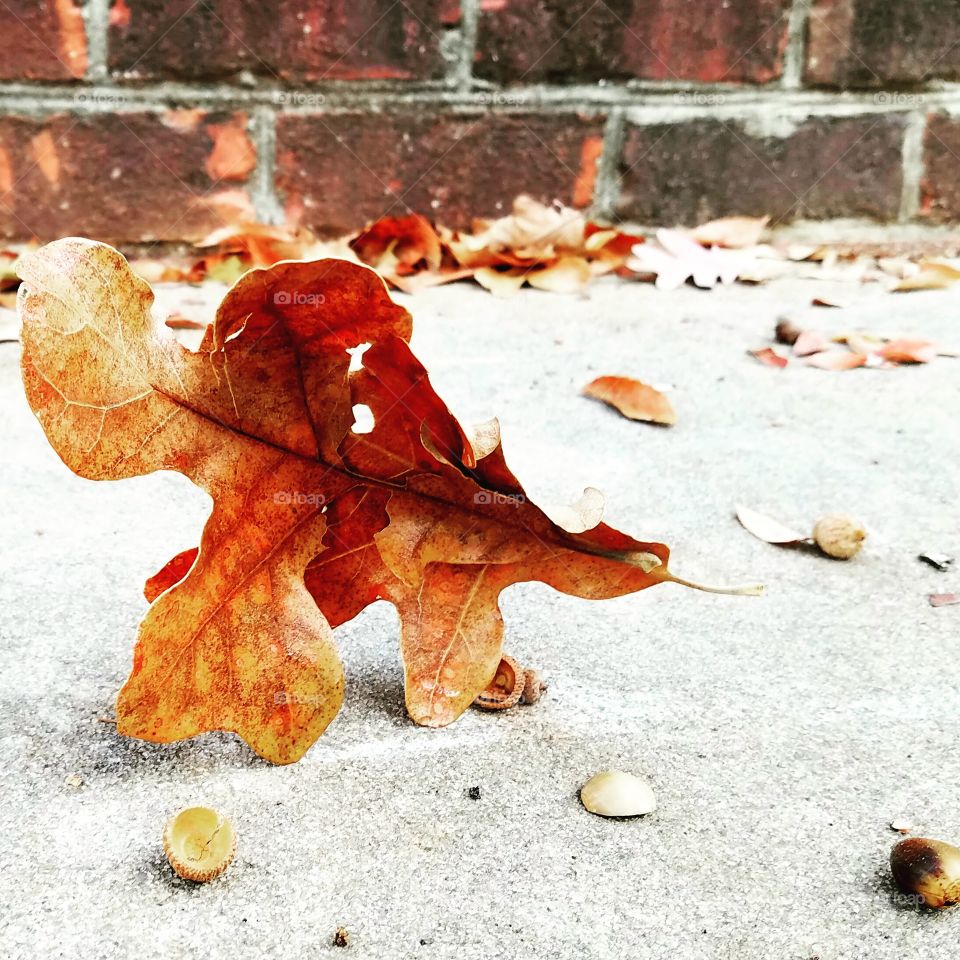 breakdancing leaf