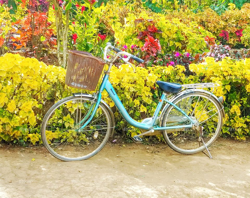 bicycle in the garden