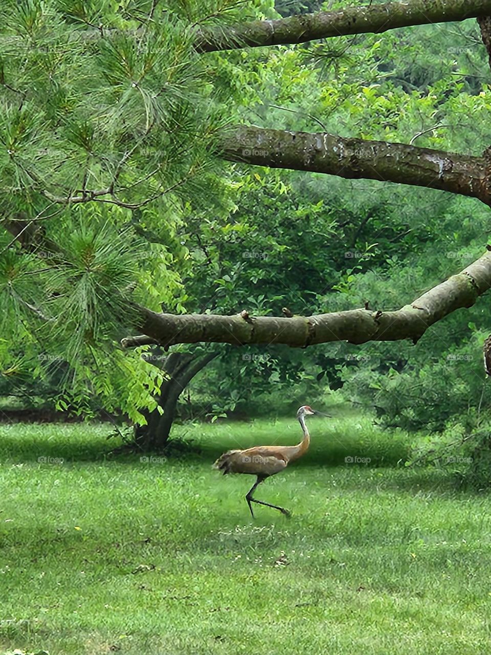 Sandhill crane