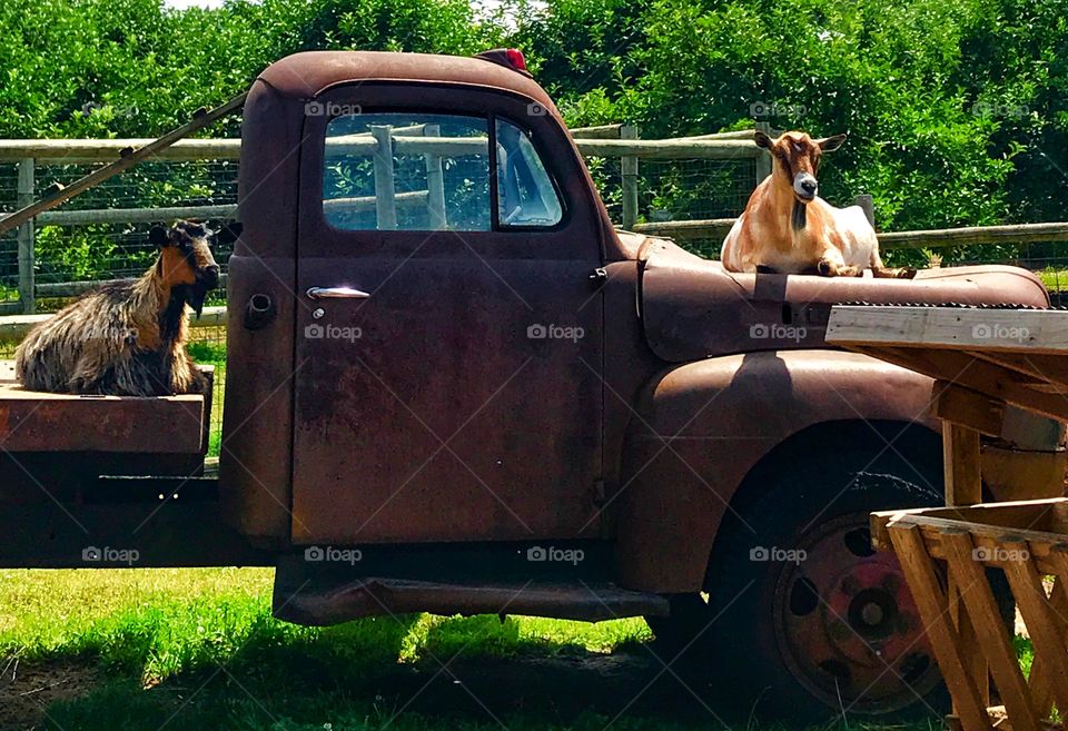 Two goats on an old truck—taken in New Era, Michigan 