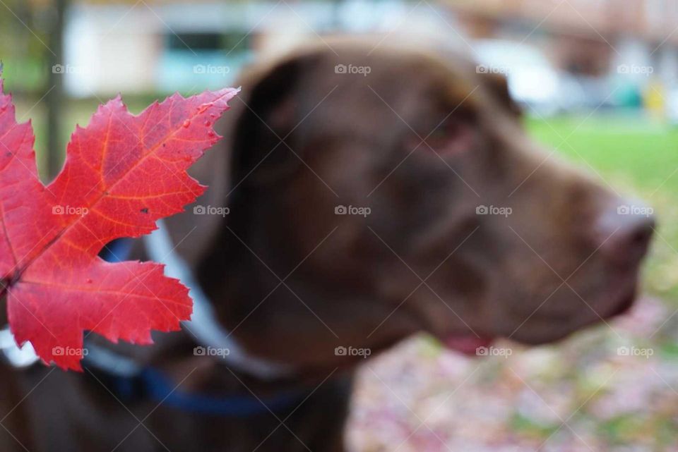 Autumn#season#leave#color#dog