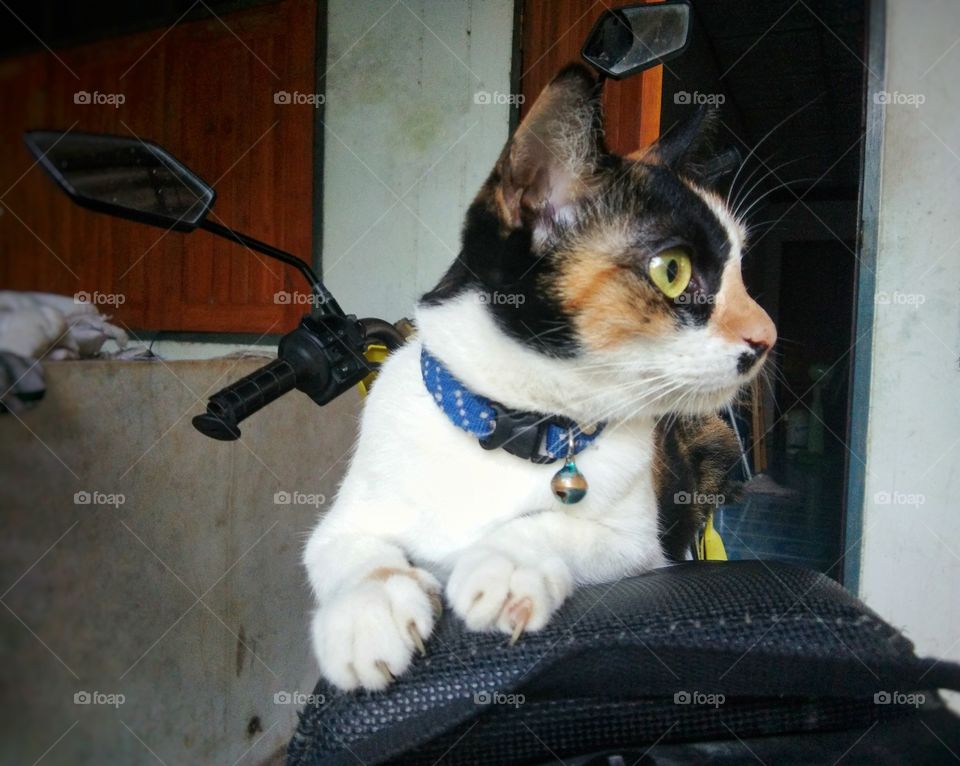 A cat on the motorcycle