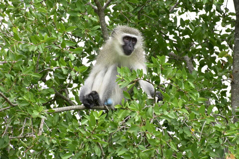 The Monkey Boss Has Something In His Mind