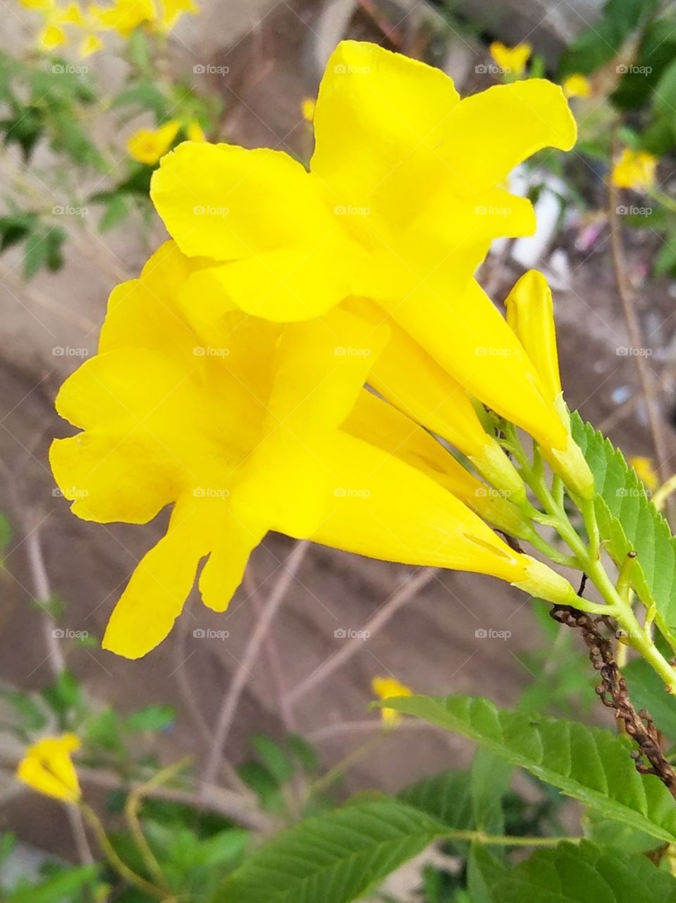 neatur - yellow flower 🌺🌻🌹🌷