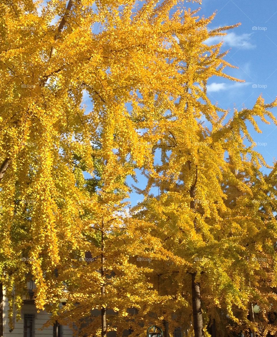 Yellowed foliage in avenue 
