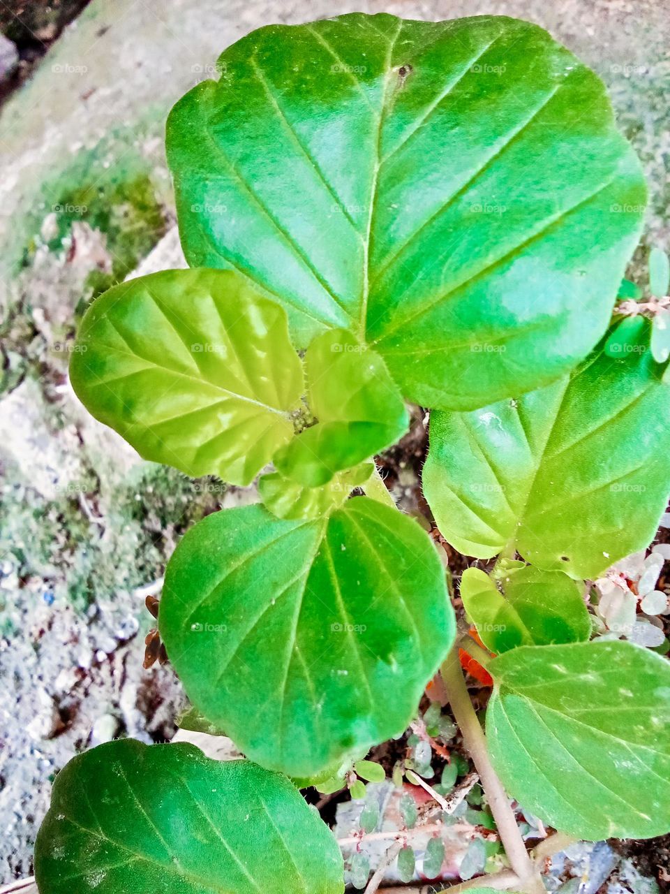 Flower guardian of the heart in Indonesia