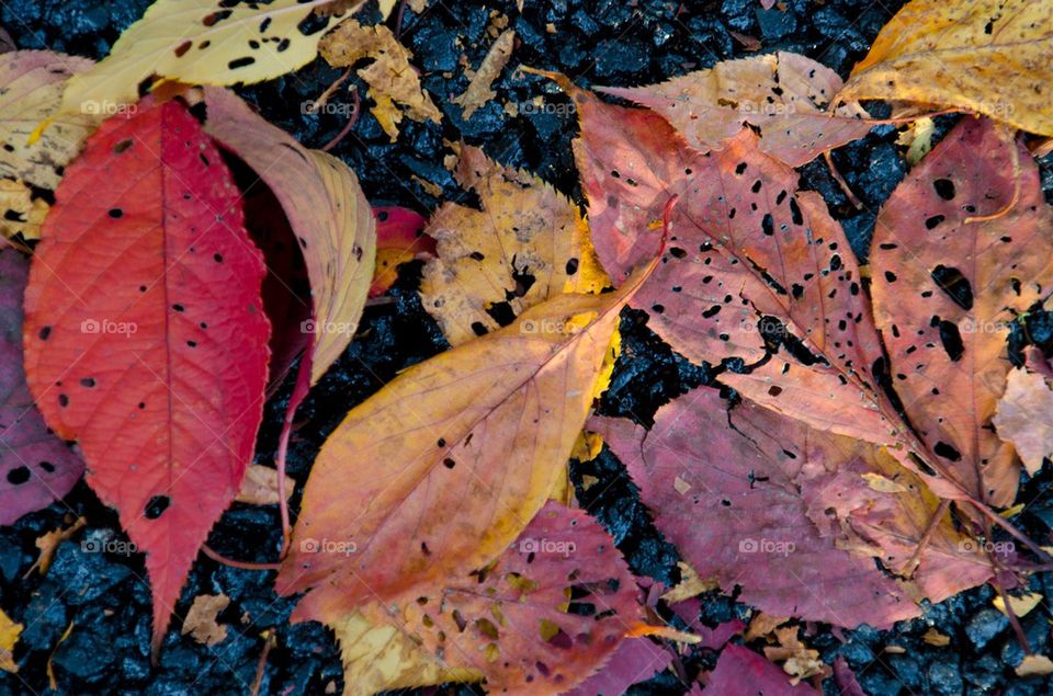 Autumn Leaves on Asphalt
