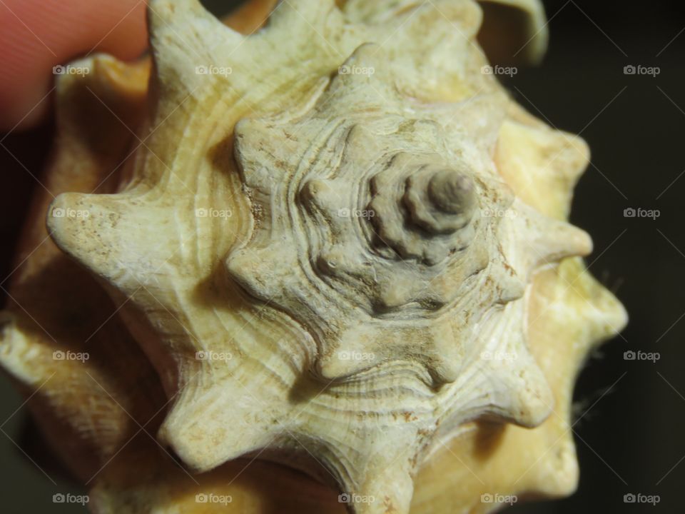 A spiral shaped sea shell.