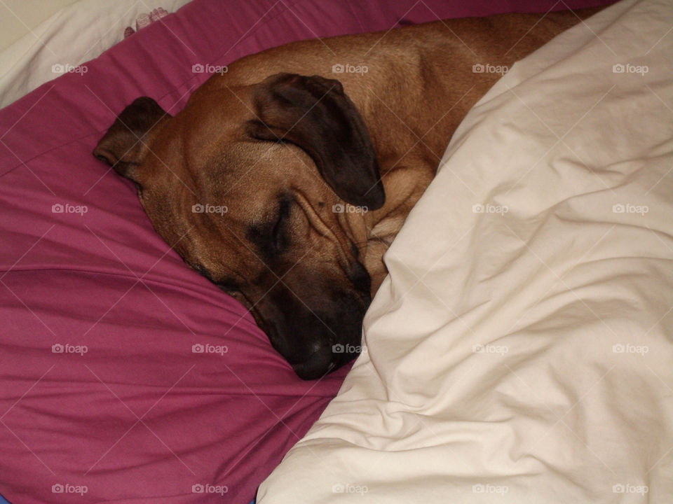 dog sleeping cute brown by badpseudonym