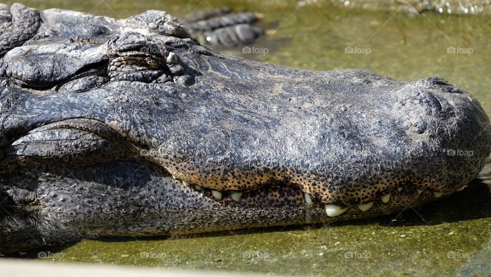 Crocodile, Alligator, Reptile, Wildlife, Nature