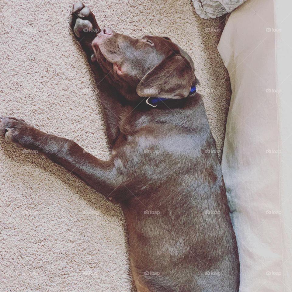 Chocolate Lab