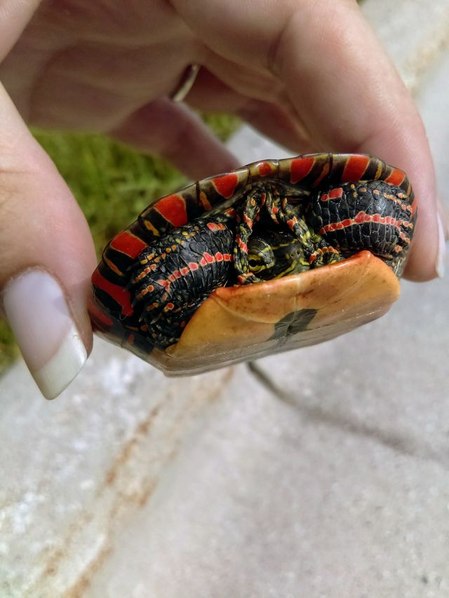 Painted Turtle