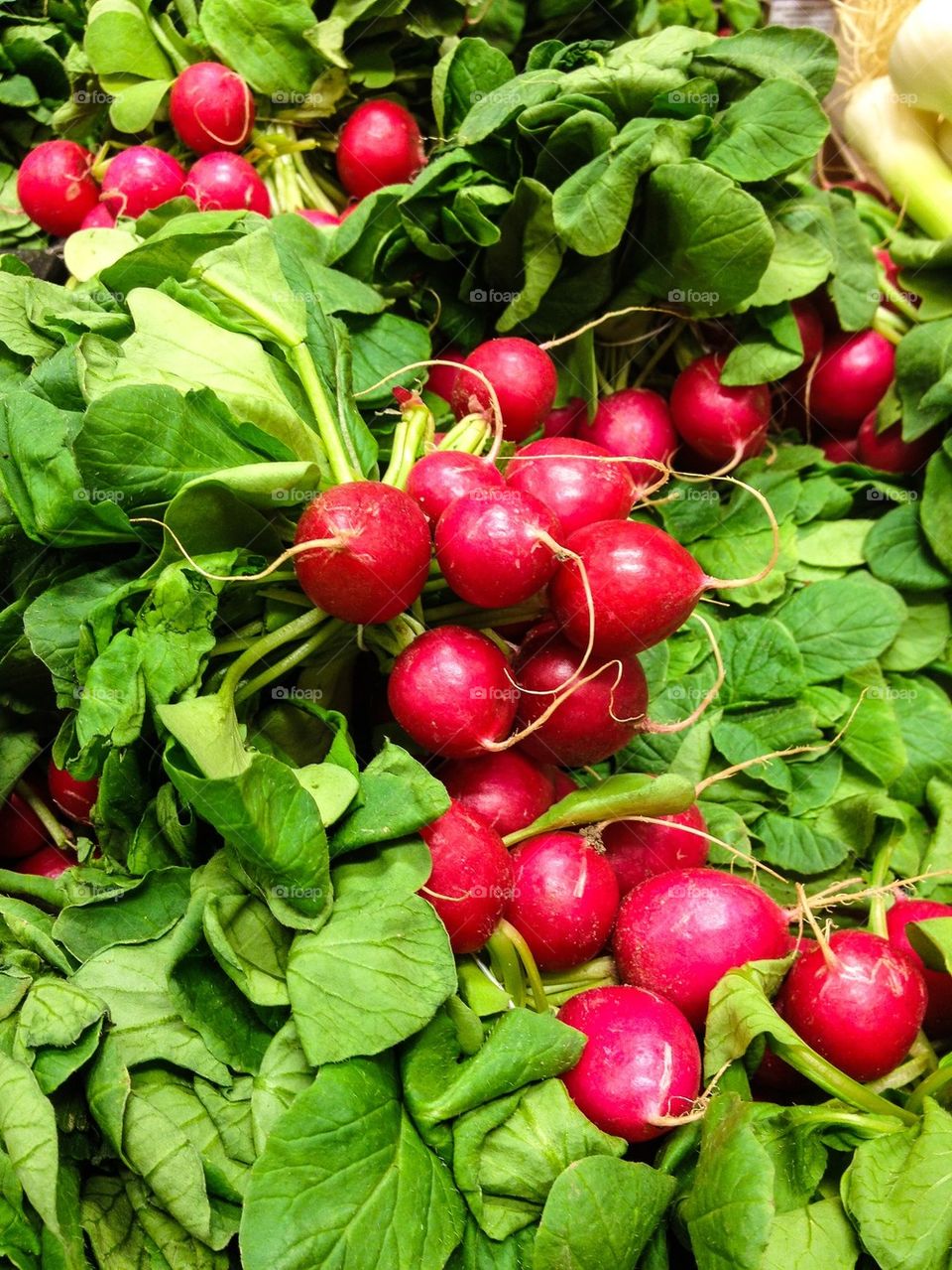 Fresh radish vegetables