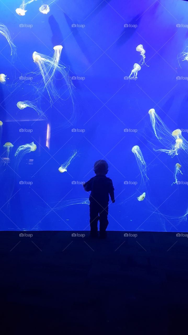 Silhouette of toddler watching jellyfish