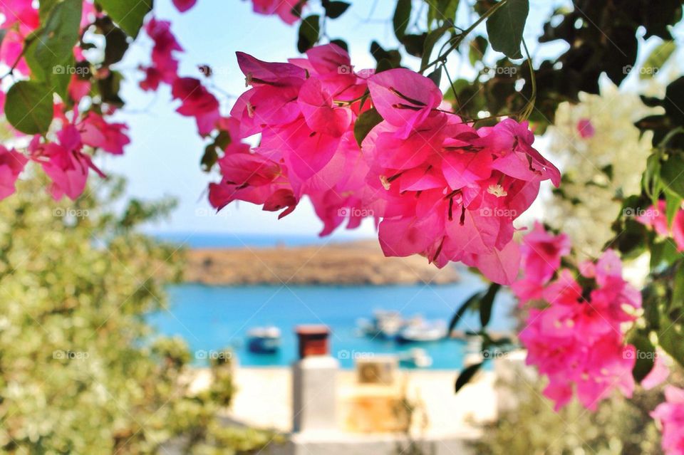 Bougainvillea