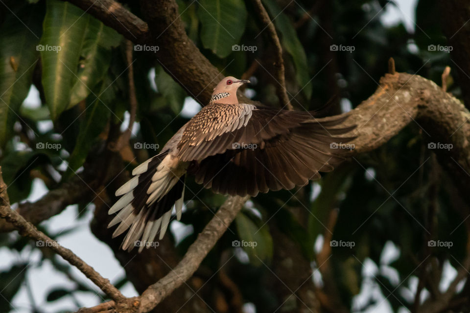 Common City Dove