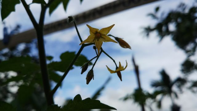 flawer
