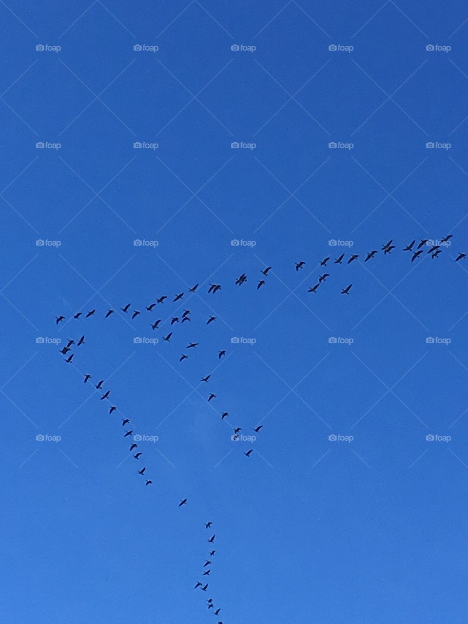 Geese going home to the south