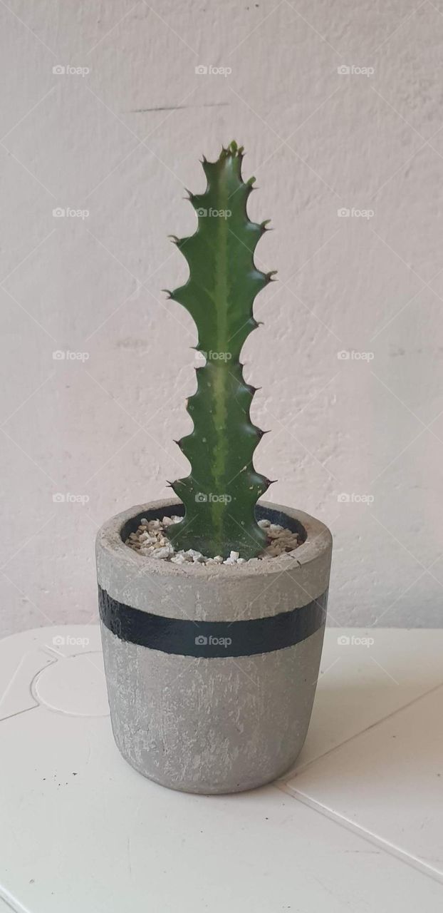 beautiful decorative plants in cement pots, cacti and succulents