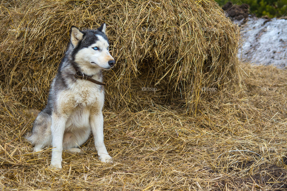 Husky sitting on straw