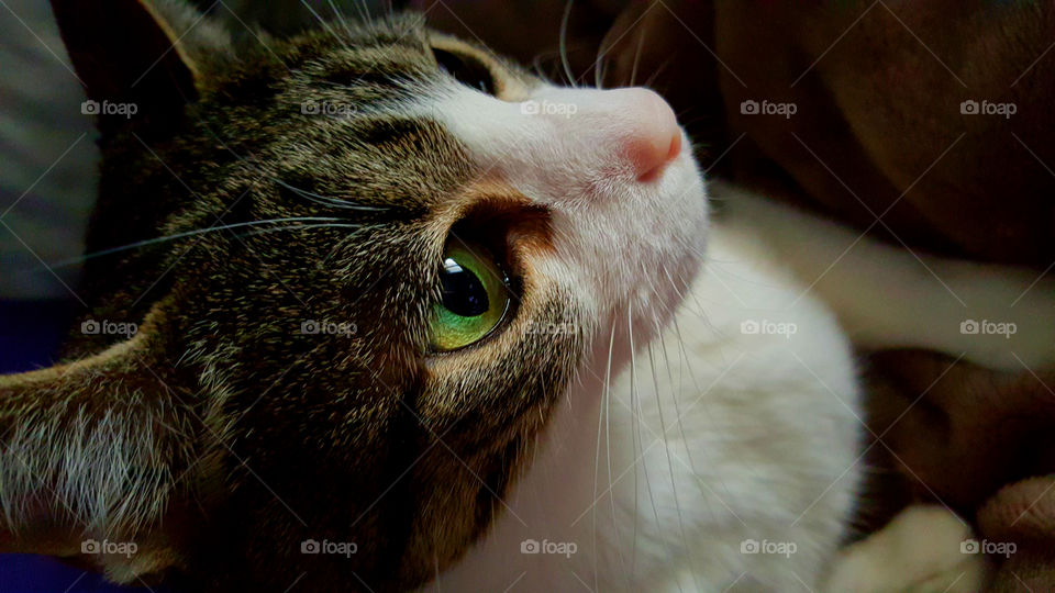cat portrait