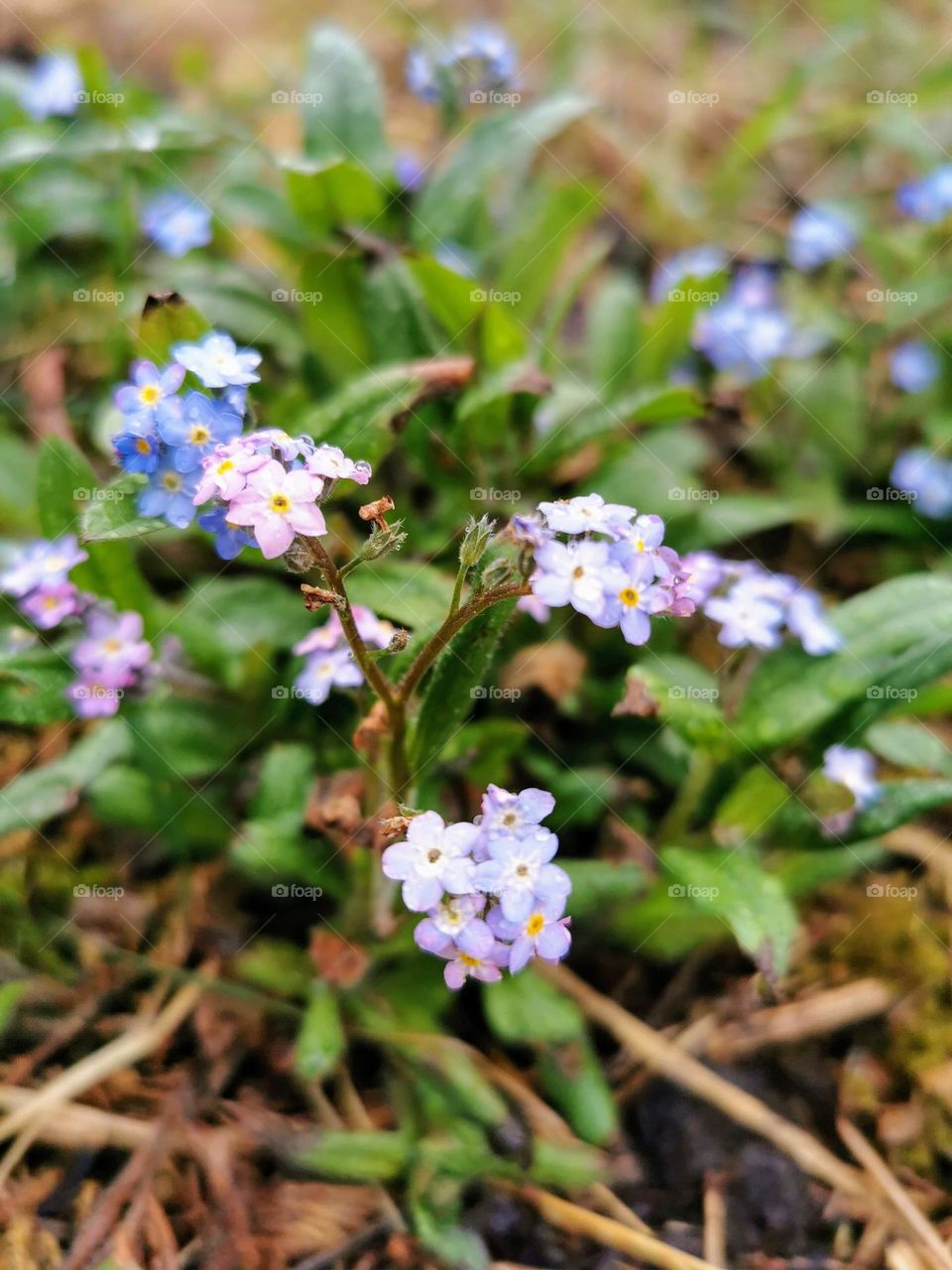 Forget-me-not