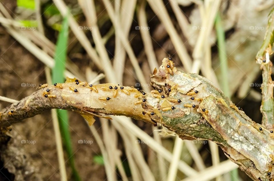 Captotermes Ants On Plant