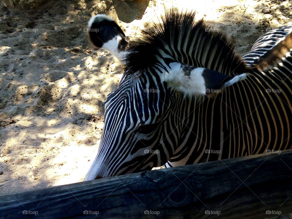 Zebra perfection. Zoo