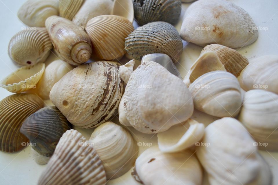 Overhead view of seashells
