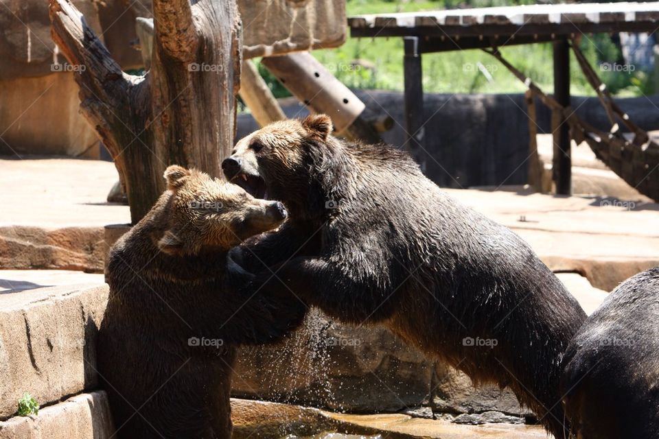 Bears playing