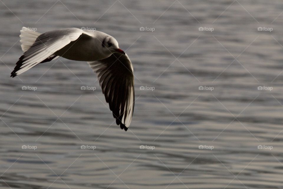 Seagull flying over sea