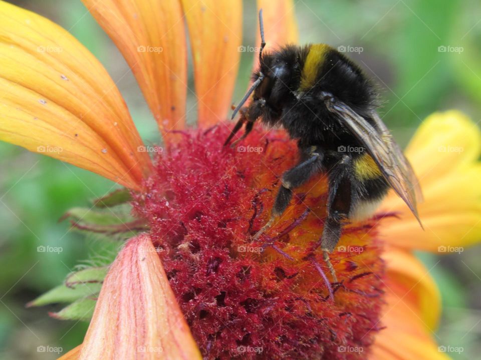 a furry bumblebee sat on a flower collecting nectar and pollen