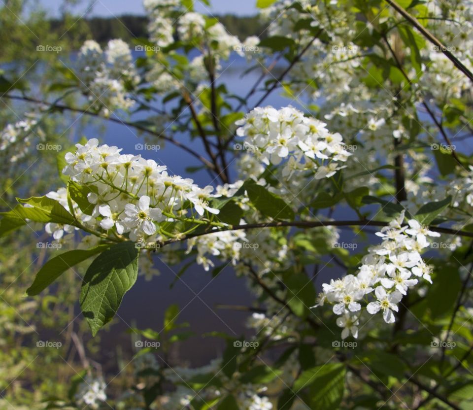 bird-cherry tree