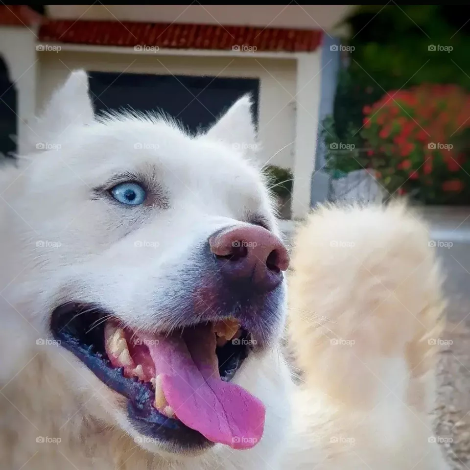 best dog