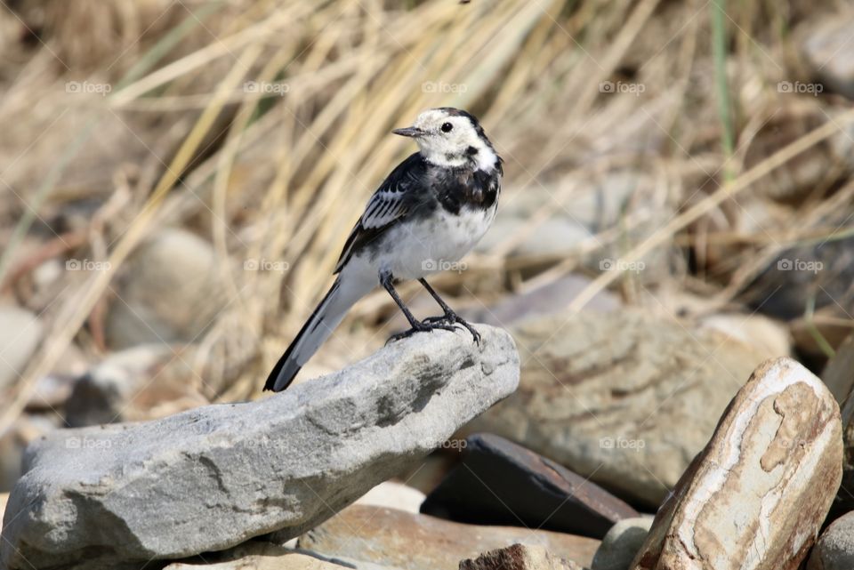 Wagtail 