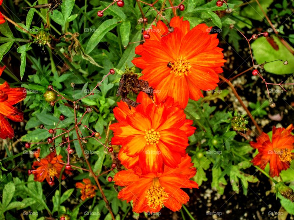 Bright orange flowers