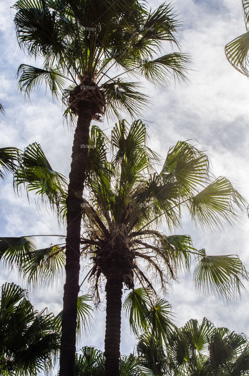 palm trees