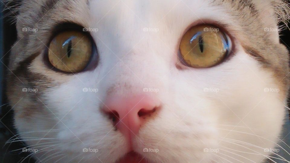 beautiful head of my cat looking at my camera.