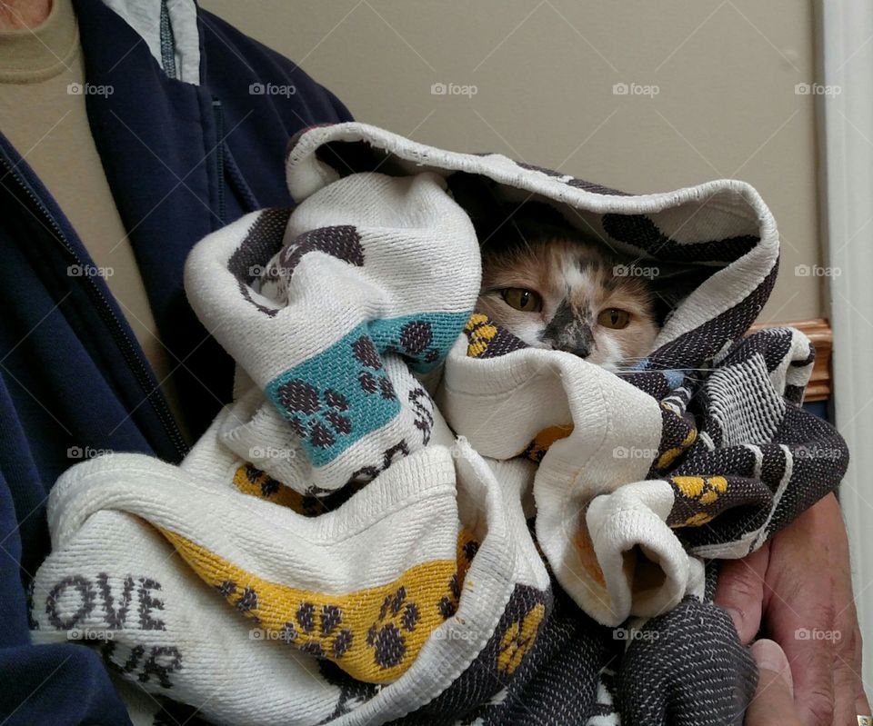 ET go home! Mitzi my lil sweet Hemingway Calico was diagnosed with Diabetes. She gave it a good fight. I miss her too pieces.