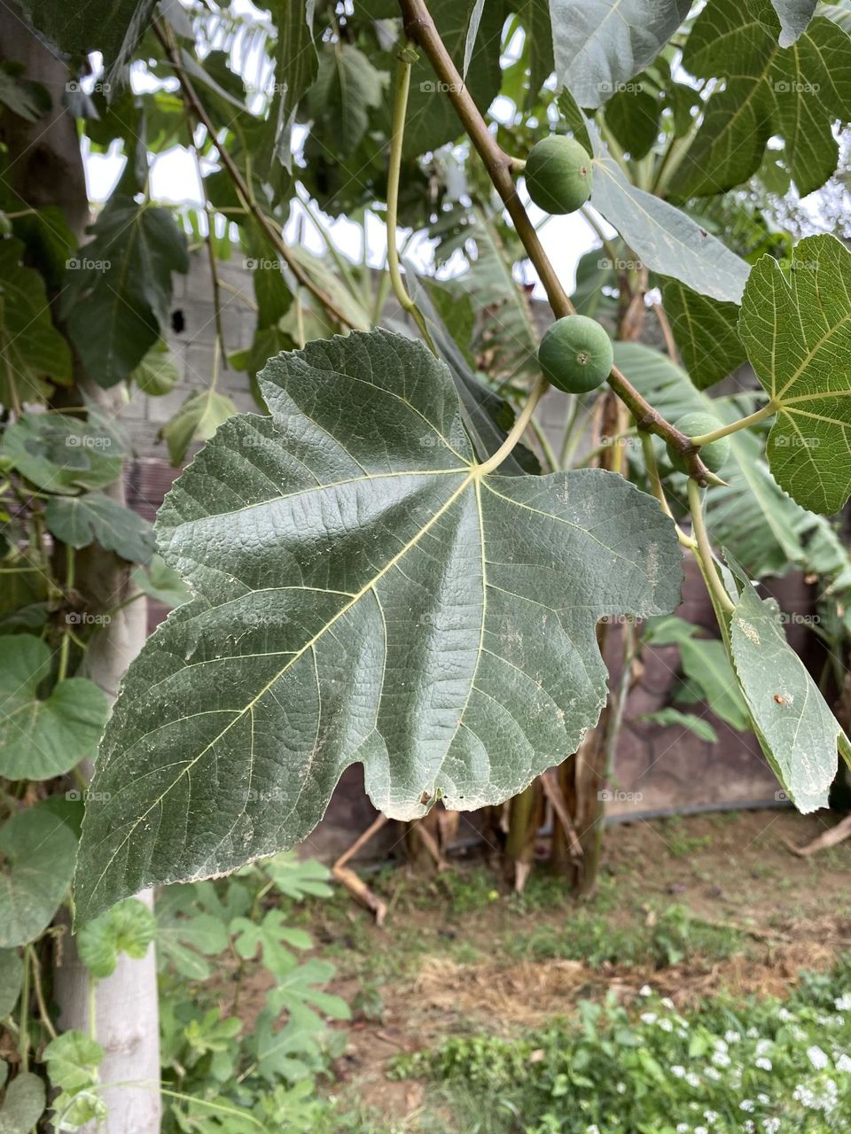 Amazing photo for farm home 🏡