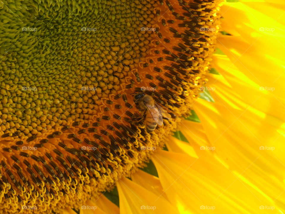 Sunflower & Bee
