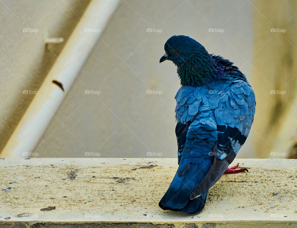 Bird photography  - Blue  Dove  - pose