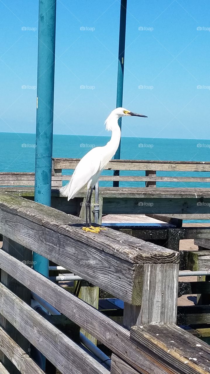 bird on pier