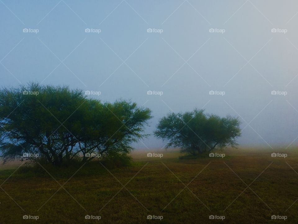 Texas Fog