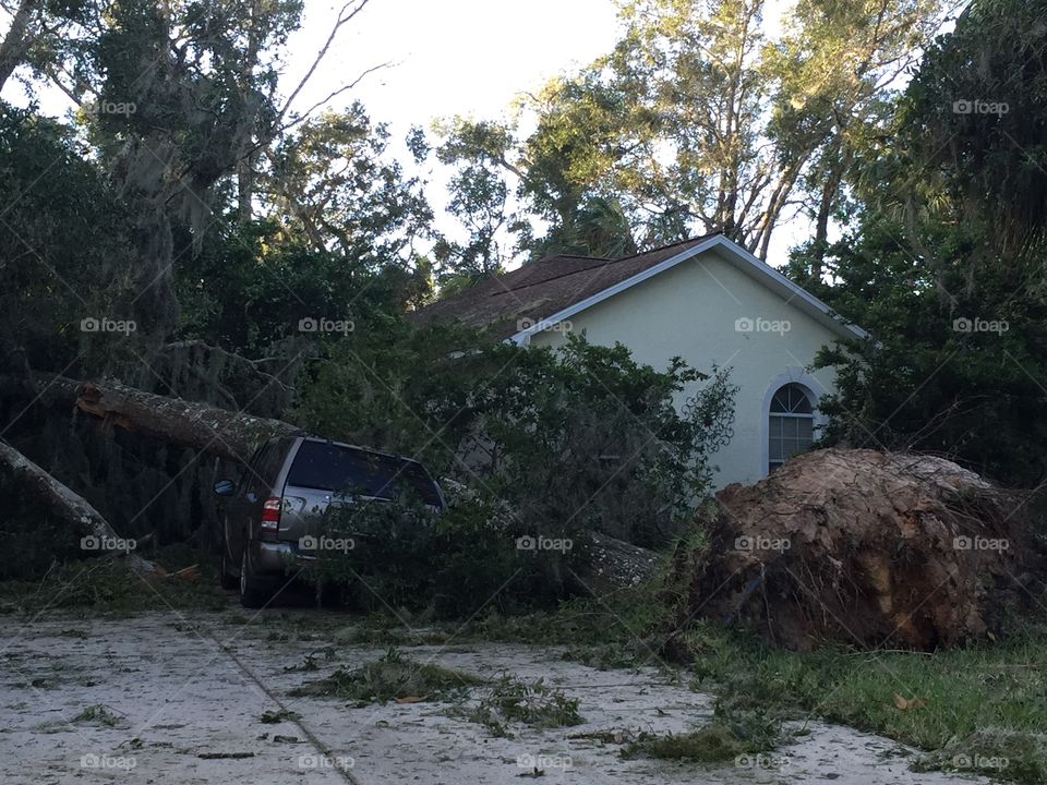 Car damaged by tree felled by hurricane Matthew in Volusia County Florida