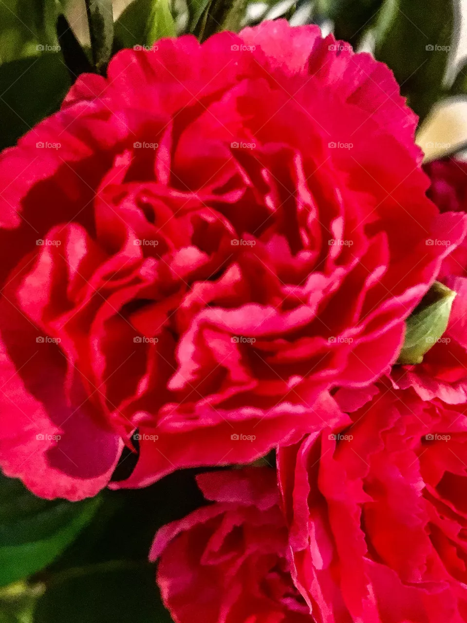 Carnation