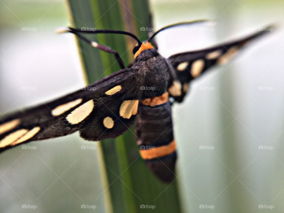 Beautiful butterfly macro photo